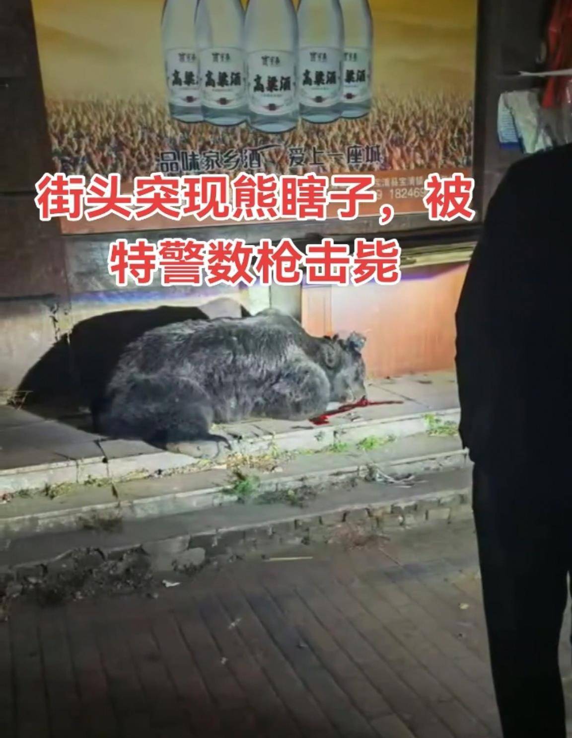 大黑熊夜里独闯黑龙江一县城闹市区<strong></p>
<p>莱特币行情</strong>，警方连开10多枪击毙，回应为何没用麻醉枪