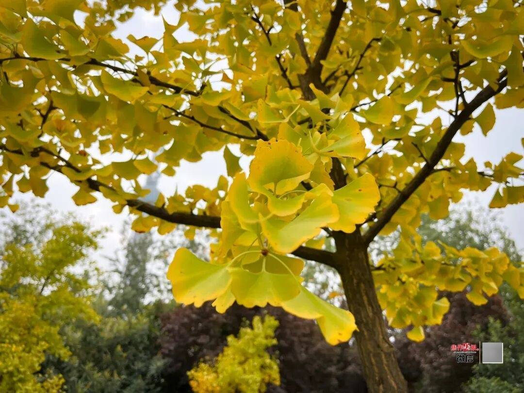 银杏金黄<strong></p>
<p>莱特币行情</strong>！铺满焦作的秋天！