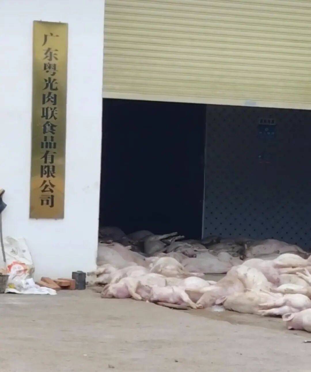 广东一肉联公司门口堆满死猪<strong></p>
<p>区块链挖矿行情</strong>，官方：7人被控制