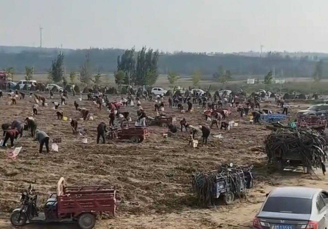 数百人冲进地里捡红薯<strong></p>
<p>IPFS行情</strong>，田主称是秋收剩下的，网友：免费翻地，利人利己
