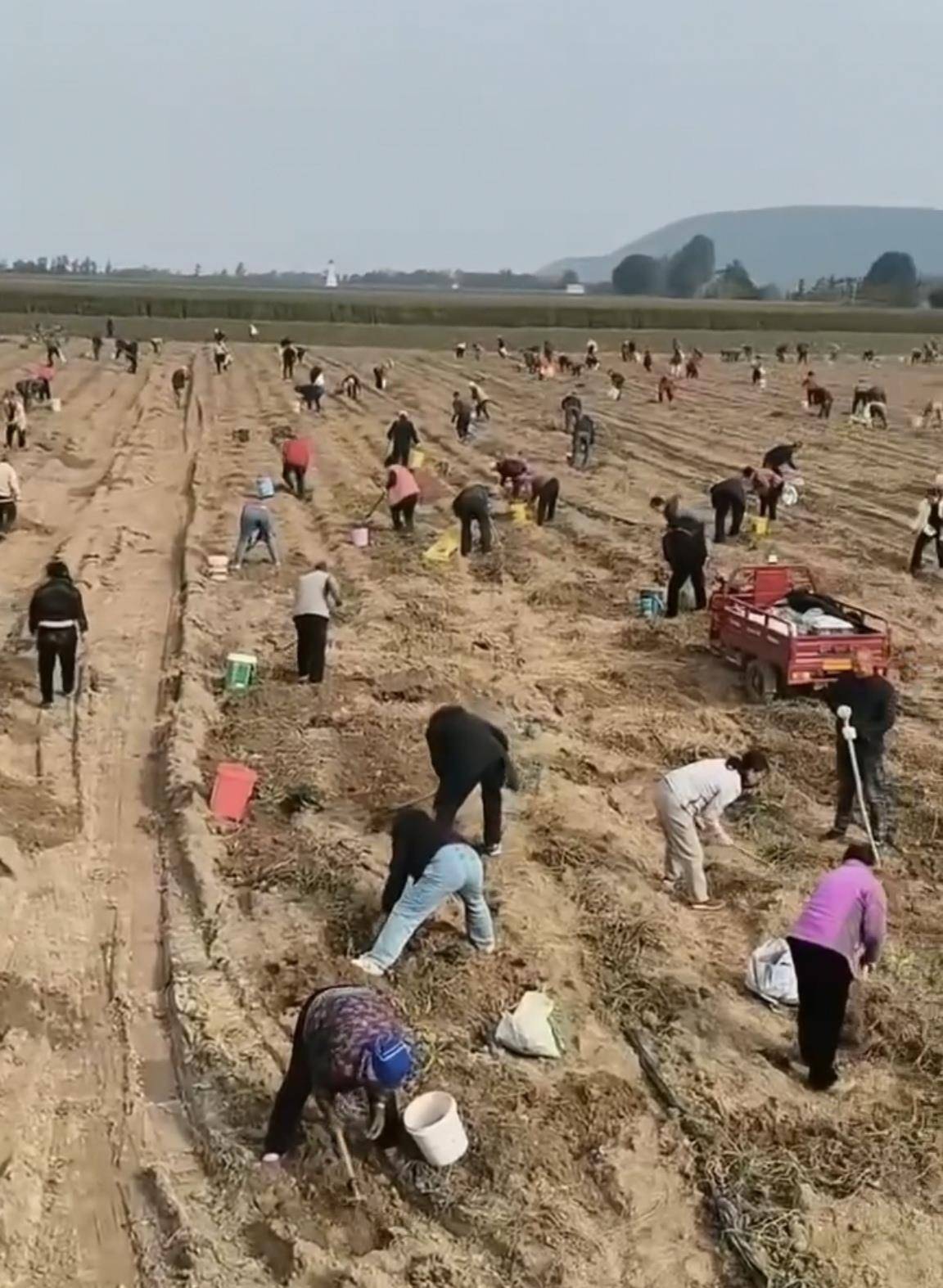 数百人冲进地里捡红薯<strong></p>
<p>IPFS行情</strong>，田主称是秋收剩下的，网友：免费翻地，利人利己