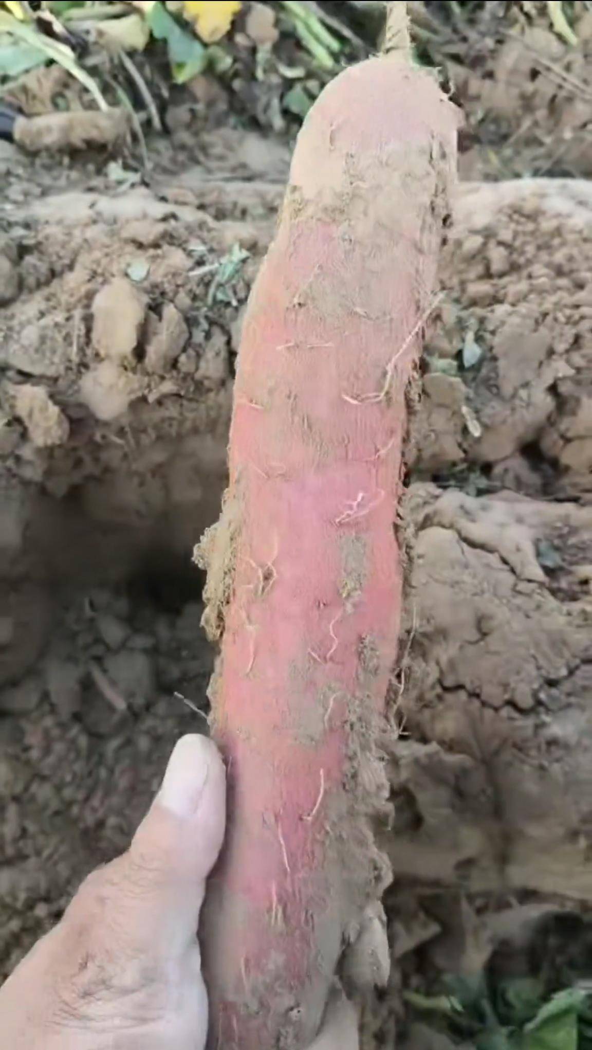 数百人冲进地里捡红薯<strong></p>
<p>IPFS行情</strong>，田主称是秋收剩下的，网友：免费翻地，利人利己