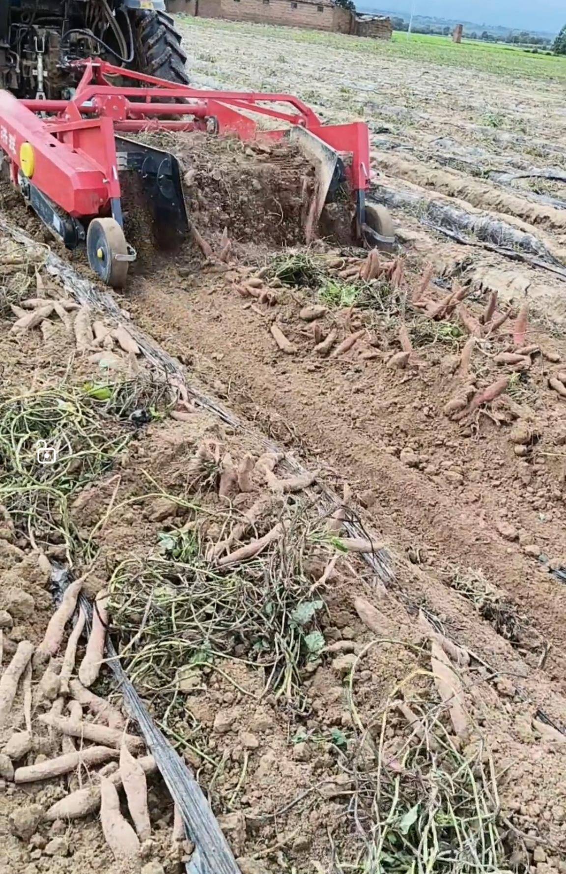 数百人冲进地里捡红薯<strong></p>
<p>IPFS行情</strong>，田主称是秋收剩下的，网友：免费翻地，利人利己