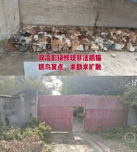 “成都一空置房非法囤猫”?官方通报:共发现被困小猫102只<strong></p>
<p>IPFS行情</strong>,未发现虐猫行为