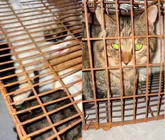 “成都一空置房非法囤猫”?官方通报:共发现被困小猫102只<strong></p>
<p>IPFS行情</strong>,未发现虐猫行为