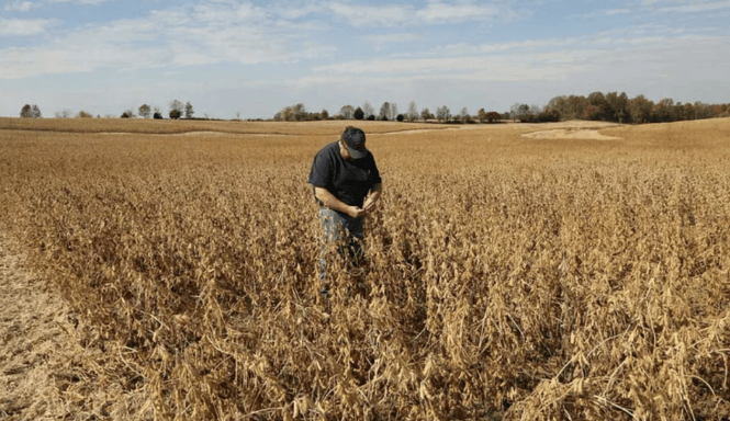 谈妥了又突然变卦！中国复购美国大豆换关税暂停<strong></p>
<p>BITOP价格</strong>，美贸易代表直接通告全球：继续查中国