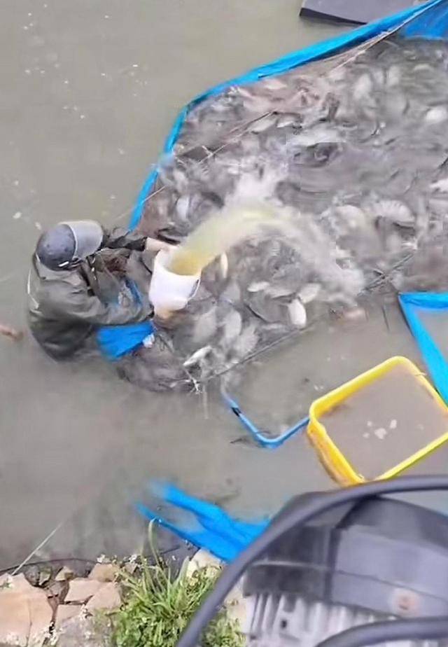 水产市场“麻醉鱼”调查：有商家称麻药有味会换水再卖<strong></p>
<p>BITOP价格</strong>，有无危害尚不明