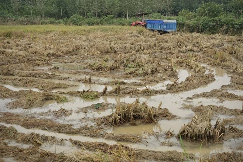 阴雨50天<strong></p>
<p>BTC价格</strong>，他用3200块救回30万斤玉米