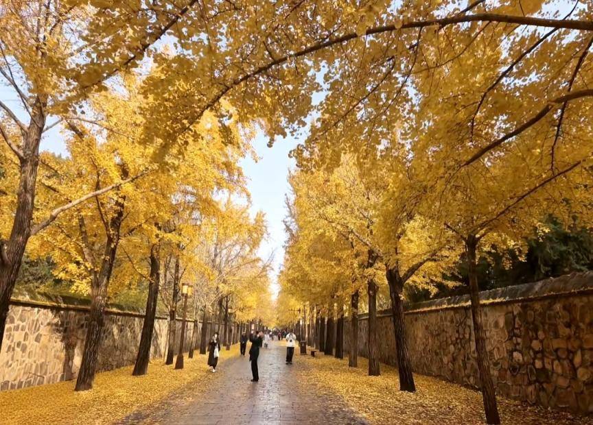 满大街都是银杏树<strong></p>
<p>ETH价格</strong>，为什么还是濒危物种？