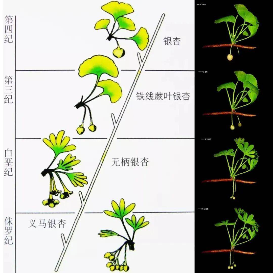 满大街都是银杏树<strong></p>
<p>ETH价格</strong>，为什么还是濒危物种？