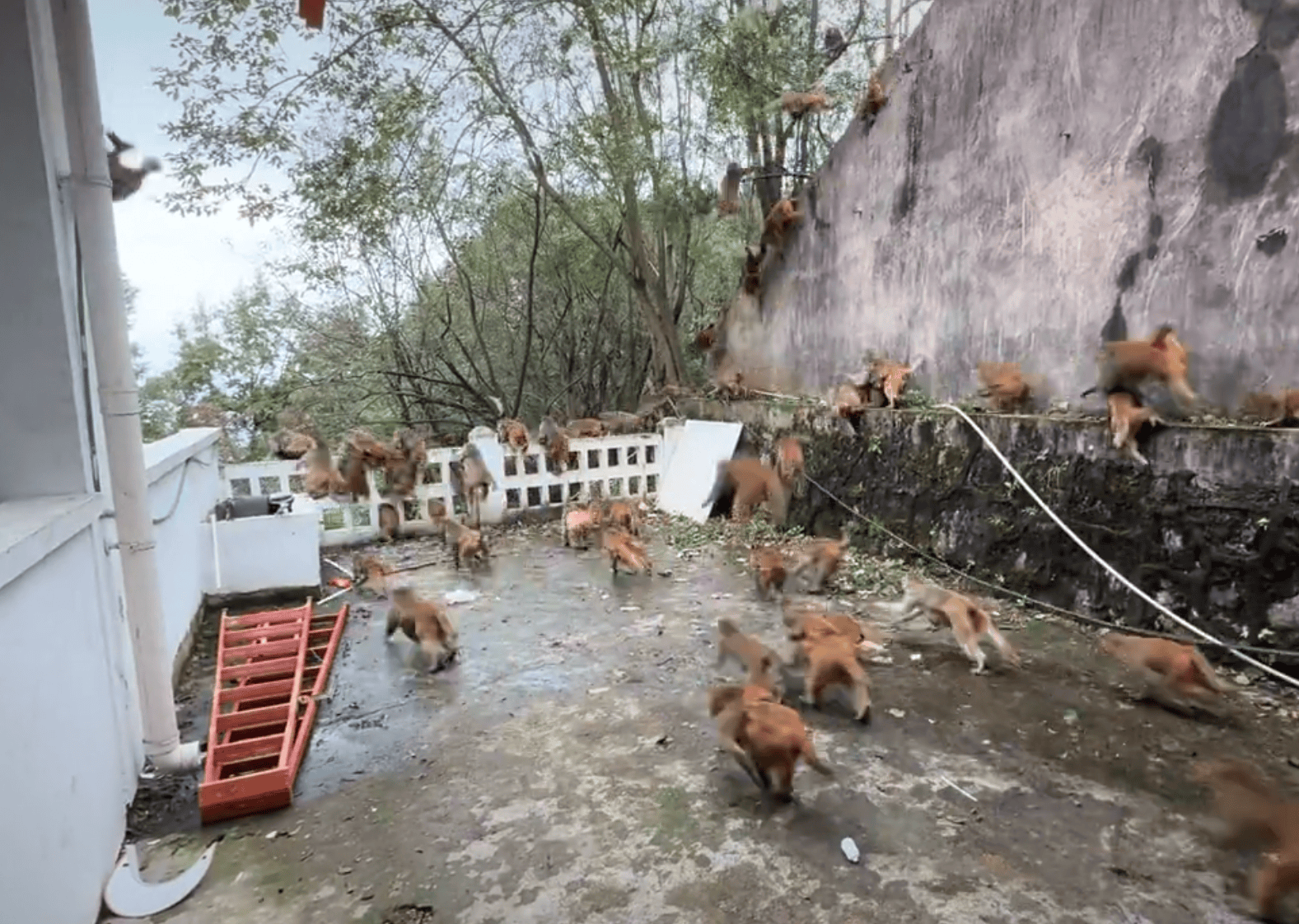 贵阳黔灵山下起“猴子雨”？当地称属猴群正常活动<strong></p>
<p>波卡币价格</strong>，曾发猕猴分流公告：数量远超承载力
