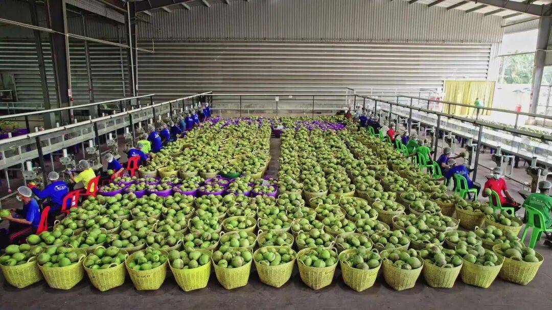 椰子水之外<strong></p>
<p>币安币价格</strong>，大公司争夺40亿元生椰市场