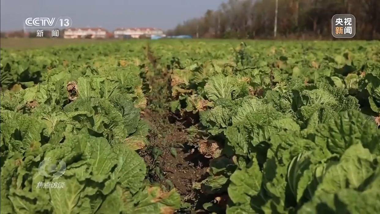 单棵售价超百元<strong></p>
<p>币安币价格</strong>，起底“套牌白菜”背后的销售套路