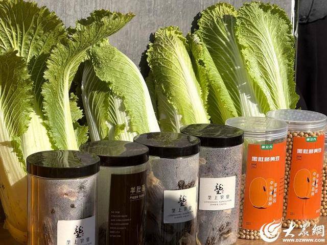 山东青岛：全国首批“板蓝根白菜”喜获丰收，正式上市！首批10万棵已被上海采购商“包圆”