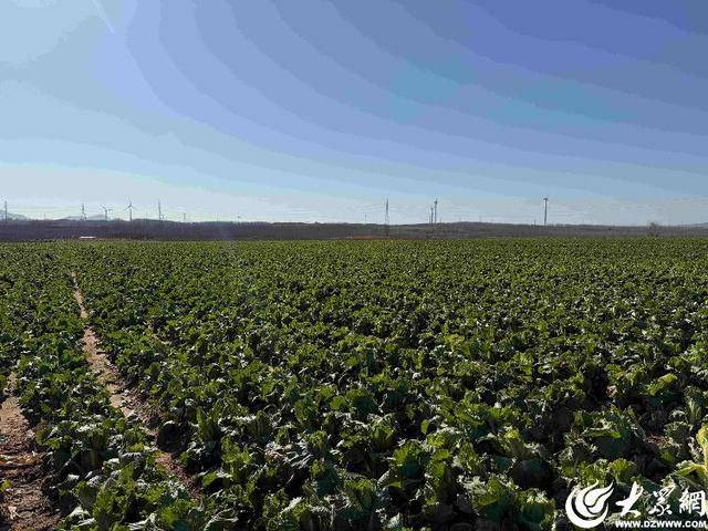 山东青岛：全国首批“板蓝根白菜”喜获丰收<strong></p>
<p>ADA价格</strong>，正式上市！首批10万棵已被上海采购商“包圆”
