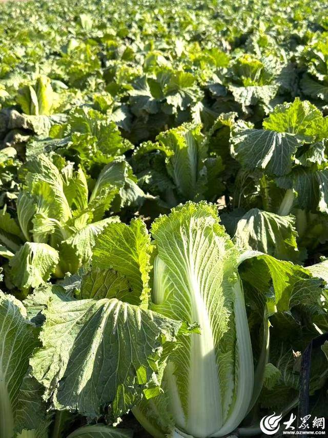 山东青岛：全国首批“板蓝根白菜”喜获丰收<strong></p>
<p>ADA价格</strong>，正式上市！首批10万棵已被上海采购商“包圆”