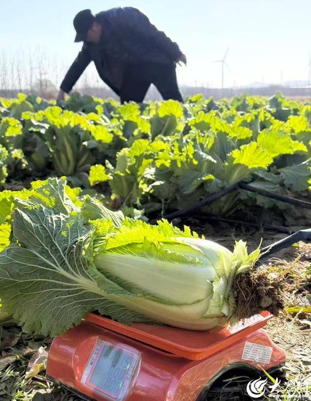 山东青岛：全国首批“板蓝根白菜”喜获丰收<strong></p>
<p>ADA价格</strong>，正式上市！首批10万棵已被上海采购商“包圆”
