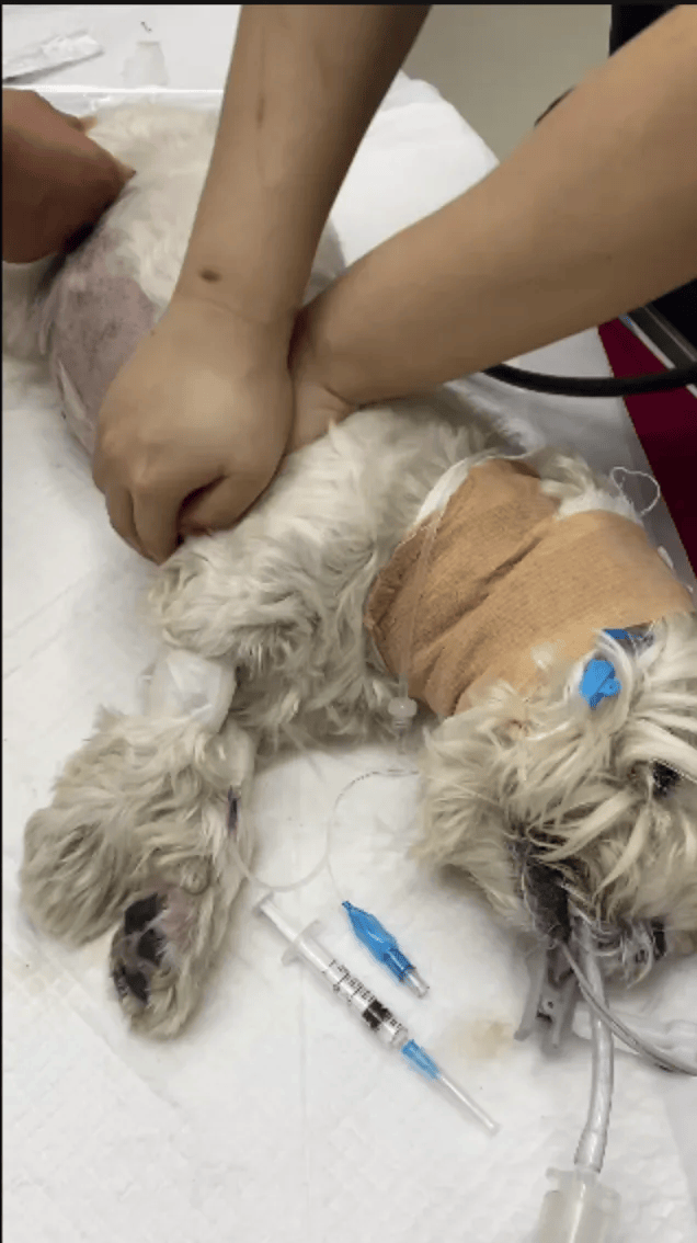 在小区投毒致9条狗死亡<strong></p>
<p>比特币价格</strong>，男子获刑4年！