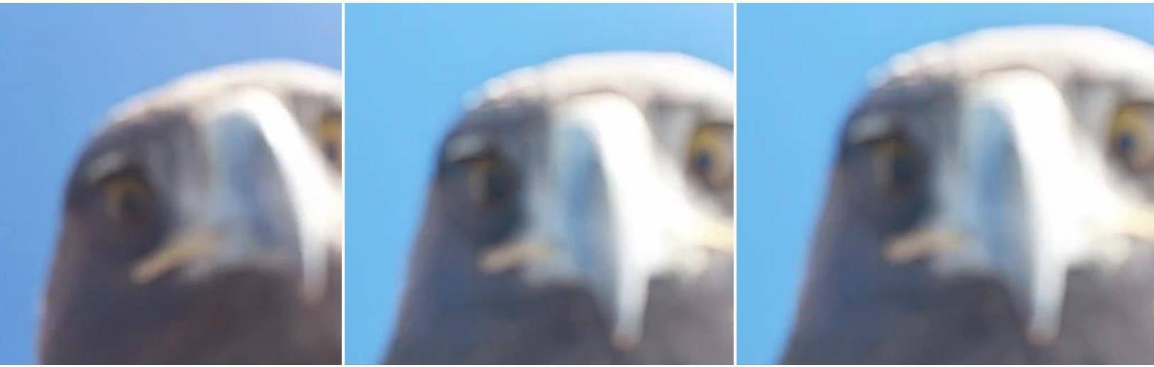 土耳其老鹰空中抓走无人机，带上山顶“玩自拍”