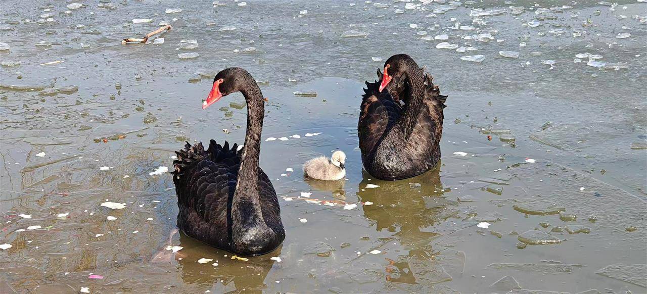 多只小天鹅被冻在公园冰面死亡？园方：已接到意见<strong></p>
<p>网络虚拟货币</strong>，将进一步反馈