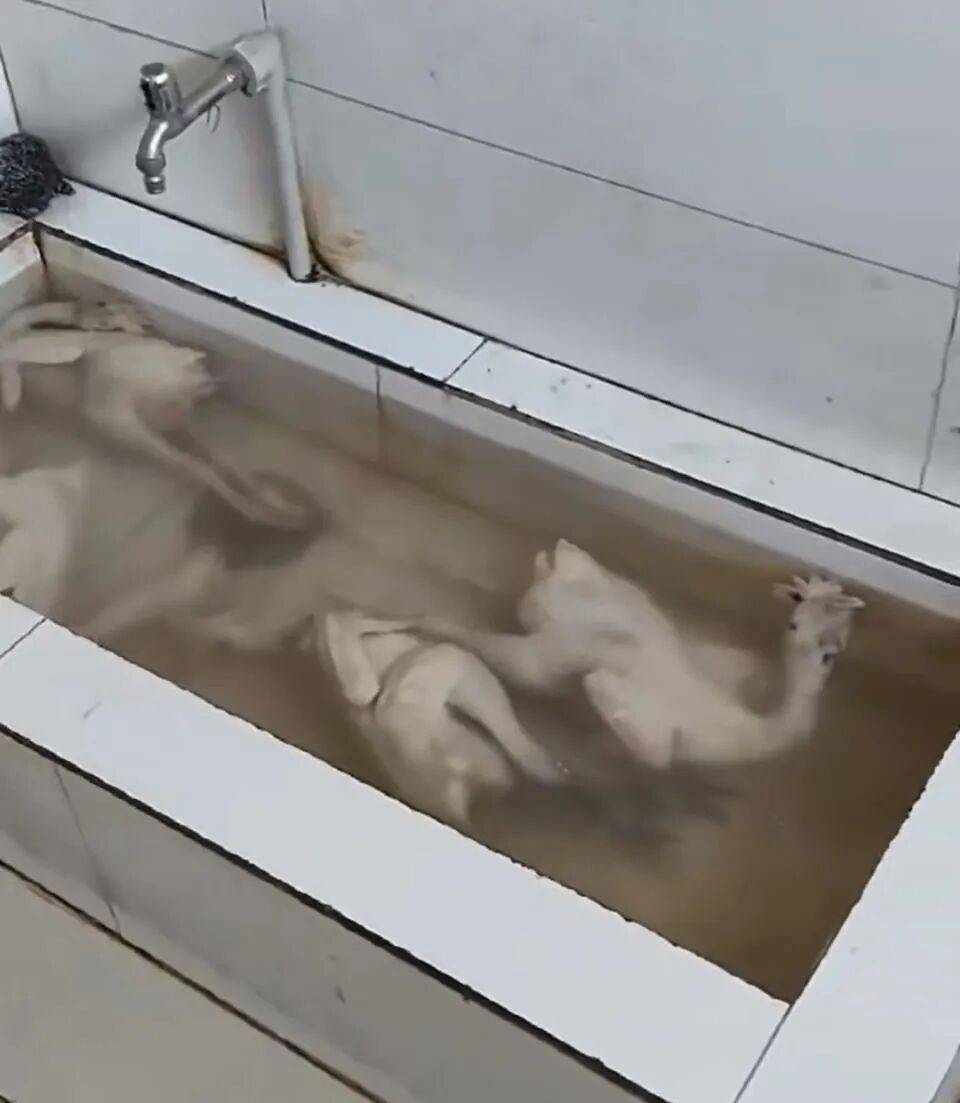 “泡一泡继续卖”<strong></p>
<p>平台虚拟货币</strong>，网友称江苏一超市厕所水池中浸泡了4只冷冻鸡，超市：视频系被劝退员工发布；市监局回应