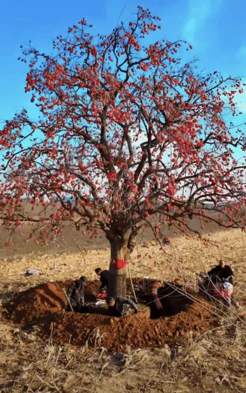 五百块从树农手里买走<strong></p>
<p>平台虚拟货币</strong>，数万、十几万卖到别墅区：一棵老柿树的奇幻漂流
