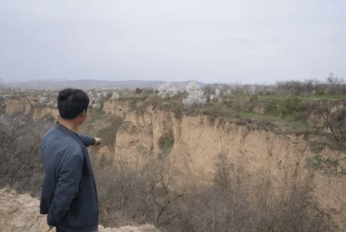 五百块从树农手里买走<strong></p>
<p>平台虚拟货币</strong>，数万、十几万卖到别墅区：一棵老柿树的奇幻漂流