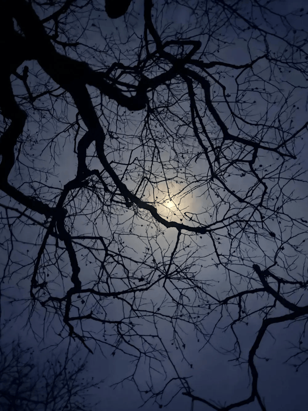 五百块从树农手里买走<strong></p>
<p>平台虚拟货币</strong>，数万、十几万卖到别墅区：一棵老柿树的奇幻漂流