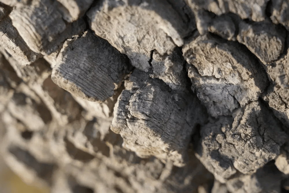 五百块从树农手里买走<strong></p>
<p>平台虚拟货币</strong>，数万、十几万卖到别墅区：一棵老柿树的奇幻漂流