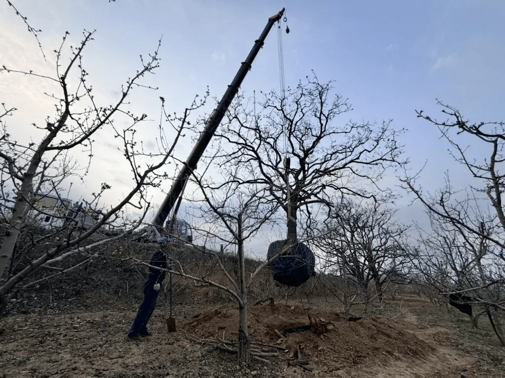 五百块从树农手里买走<strong></p>
<p>平台虚拟货币</strong>，数万、十几万卖到别墅区：一棵老柿树的奇幻漂流