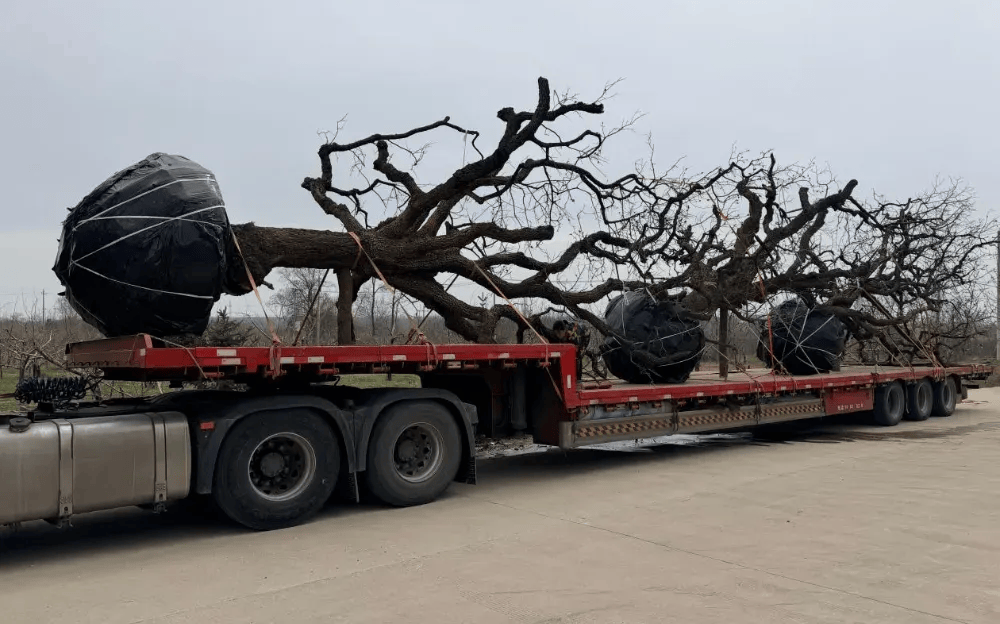 五百块从树农手里买走<strong></p>
<p>平台虚拟货币</strong>，数万、十几万卖到别墅区：一棵老柿树的奇幻漂流