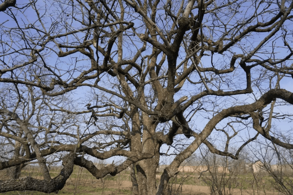 五百块从树农手里买走<strong></p>
<p>平台虚拟货币</strong>，数万、十几万卖到别墅区：一棵老柿树的奇幻漂流