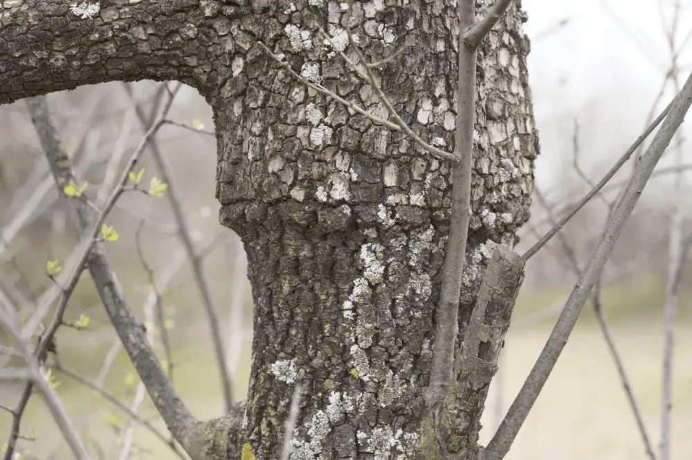 五百块从树农手里买走<strong></p>
<p>平台虚拟货币</strong>，数万、十几万卖到别墅区：一棵老柿树的奇幻漂流