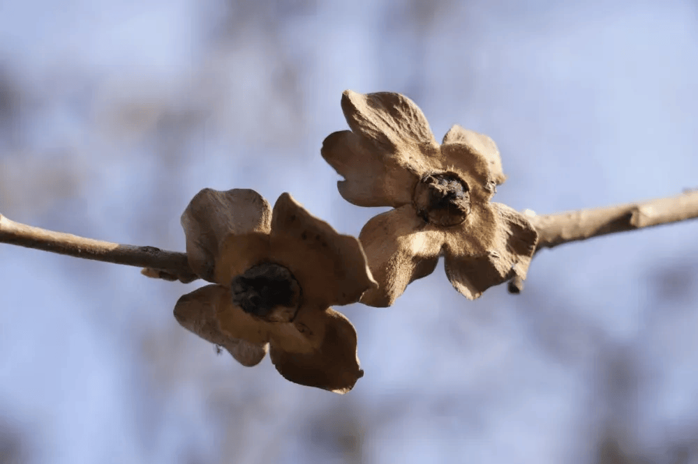 五百块从树农手里买走<strong></p>
<p>平台虚拟货币</strong>，数万、十几万卖到别墅区：一棵老柿树的奇幻漂流